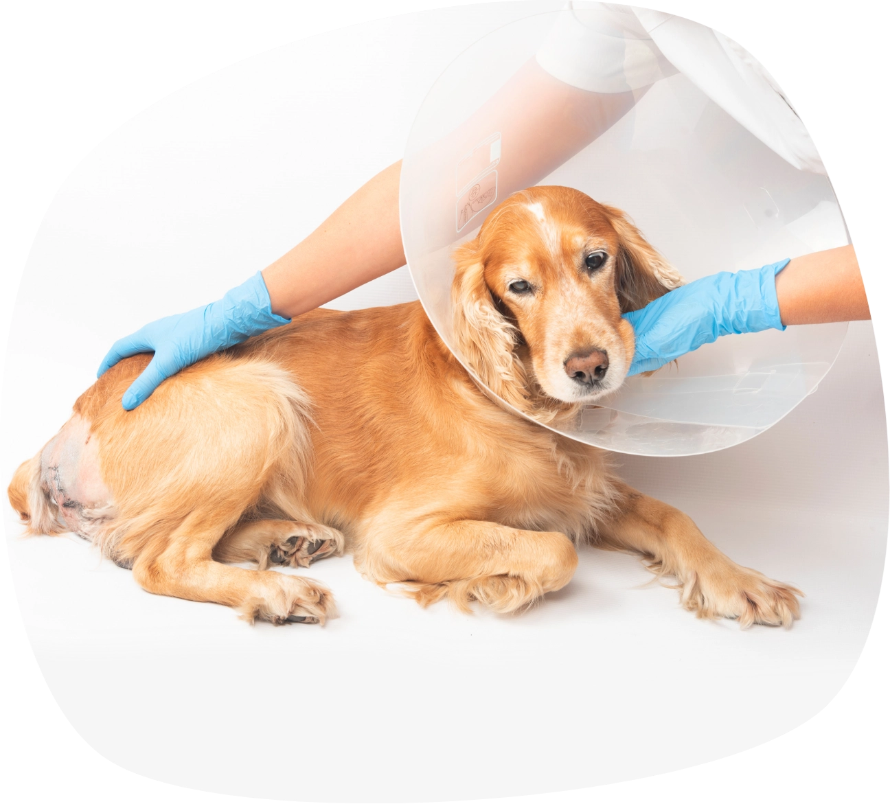 Dogs Care Banner