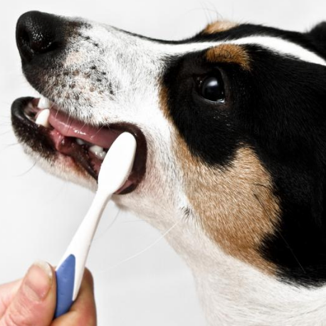 Brushing your Pet’s Teeth
