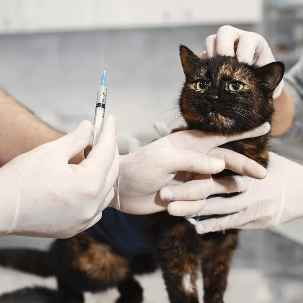 Cat Vaccinations