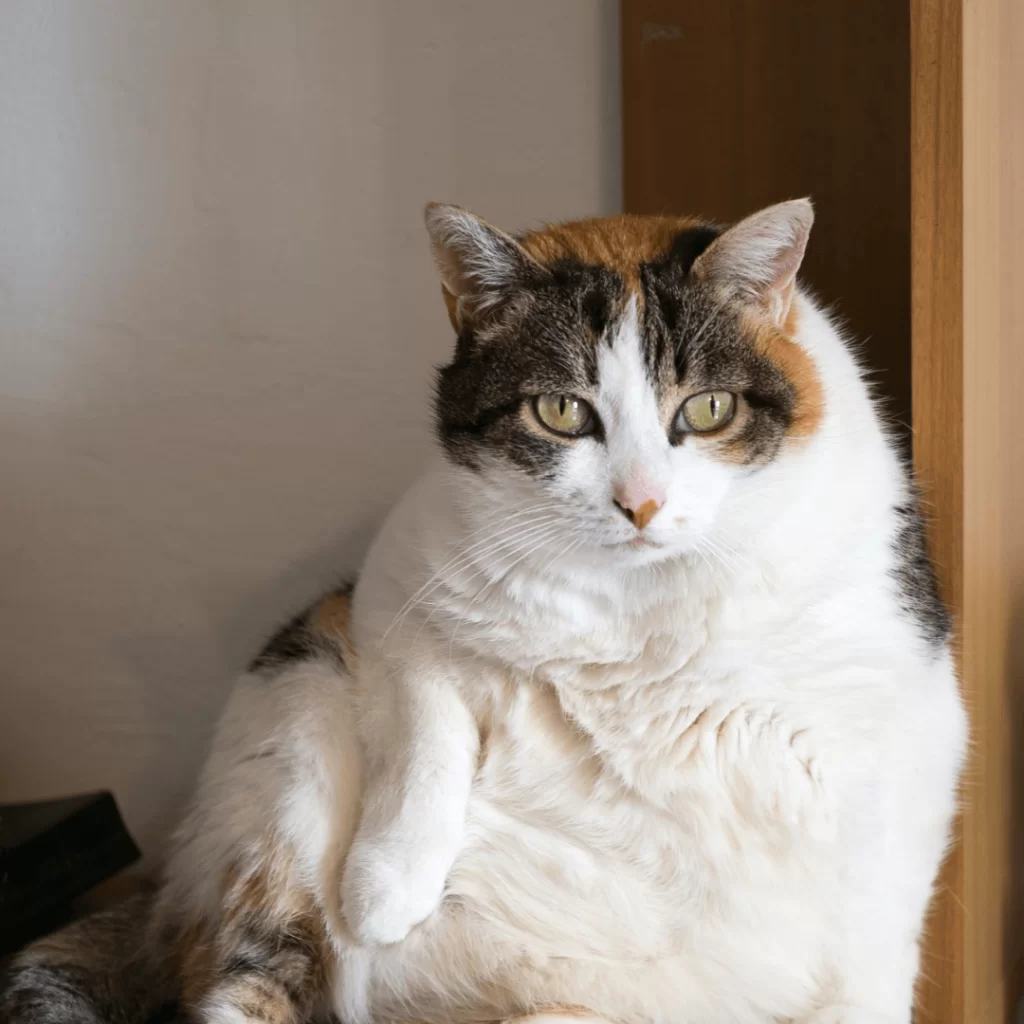 Pet Obesity